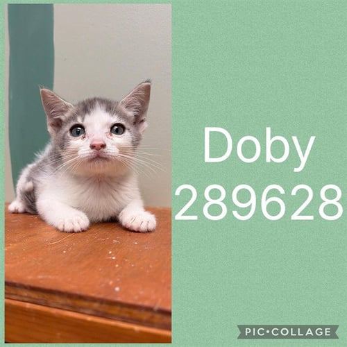 DOBY - Domestic Short Hair available for adoption