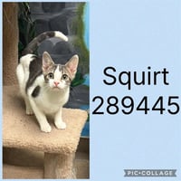 SQUIRT - Photo 1
