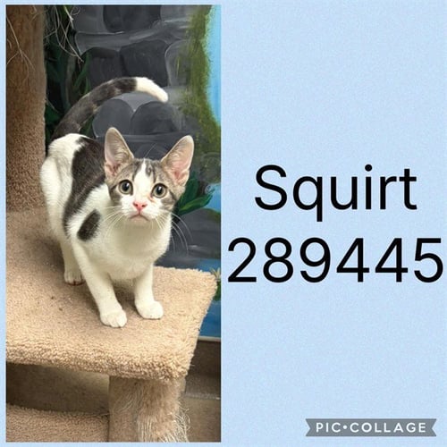 SQUIRT - Domestic Short Hair for adoption in Macon