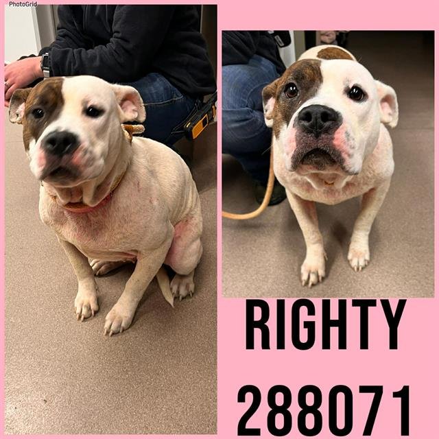 RIGHTY - Bulldog available for adoption