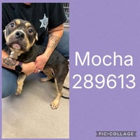 MOCHA - Photo 1