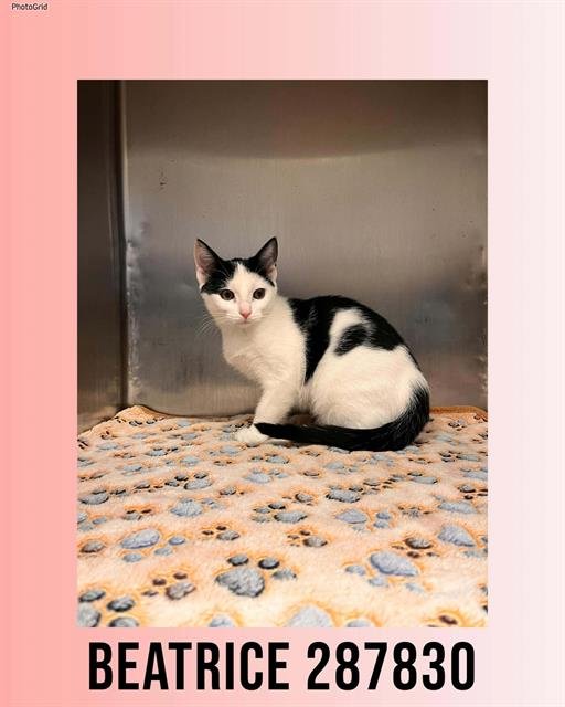 BEATRICE - Domestic Short Hair available for adoption