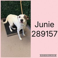 JUNIE - Photo 1
