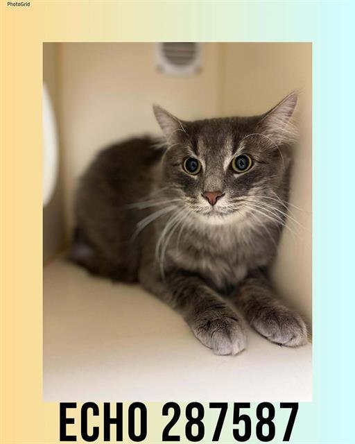 ECHO - Domestic Long Hair available for adoption