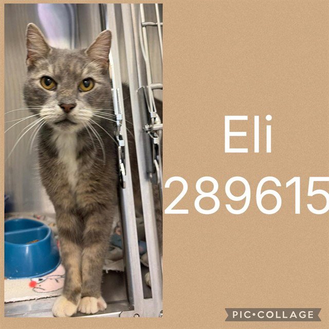 ELI Image