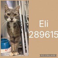 ELI - Photo 1