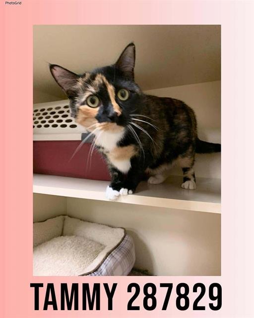 TAMMY - Domestic Short Hair available for adoption