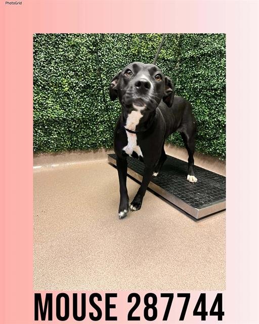 MOUSE - Labrador Retriever available for adoption