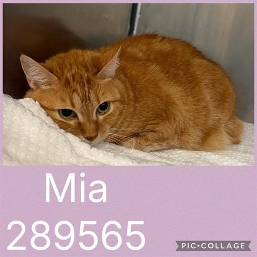 MIA - Domestic Short Hair for adoption in Macon