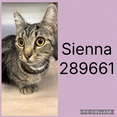 SIENNA - Domestic Short Hair available for adoption
