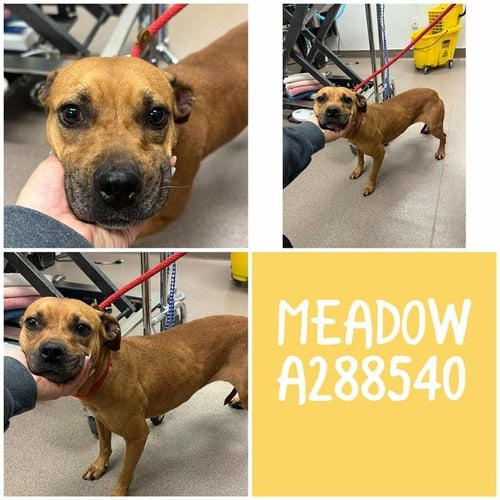 MEADOW - Bulldog for adoption in Macon