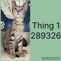 THING 1 - Photo 1