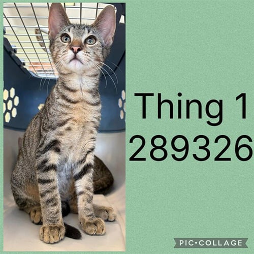 THING 1 - Domestic Short Hair for adoption in Macon