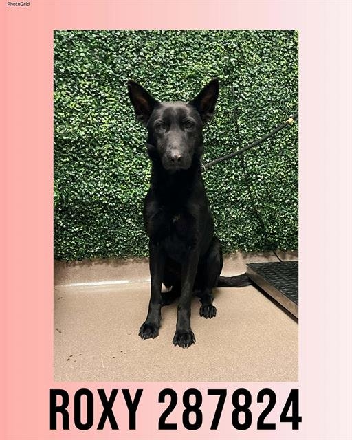 ROXY - German Shepherd Dog available for adoption