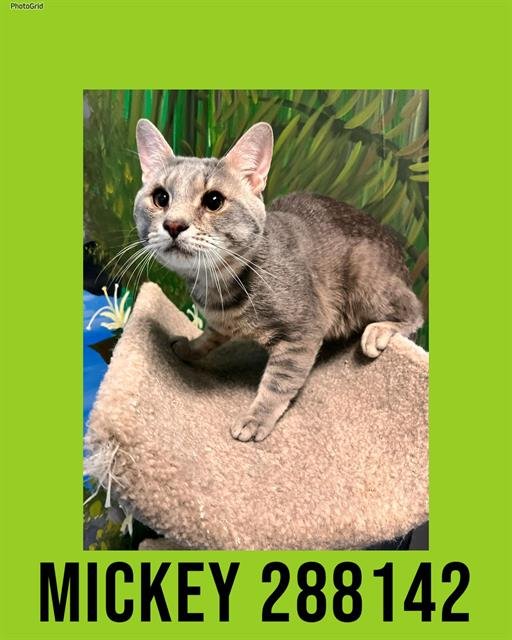 MICKEY - Domestic Short Hair available for adoption