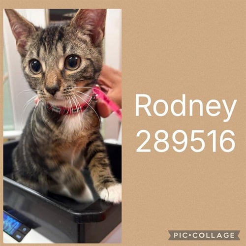 RODNEY - Domestic Short Hair for adoption in Macon