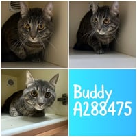 BUDDY - Photo 1