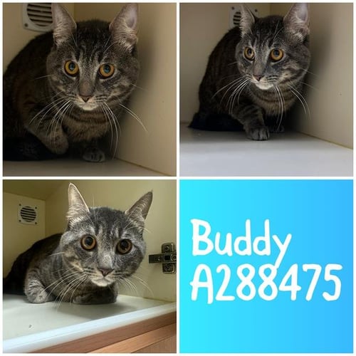 BUDDY - Domestic Short Hair for adoption in Macon