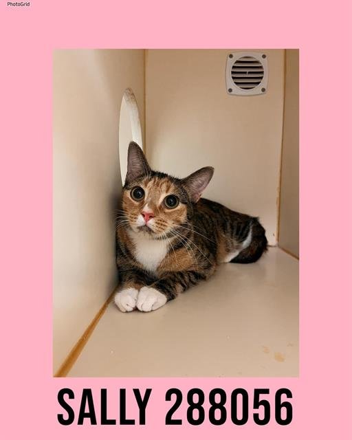 SALLY - Domestic Short Hair available for adoption