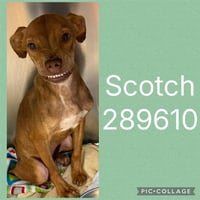 SCOTCH - Photo 1