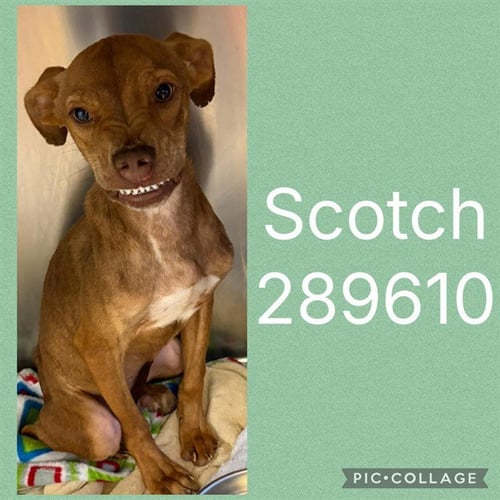 SCOTCH - Pit Bull Terrier available for adoption