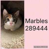 MARBLES - Photo 1