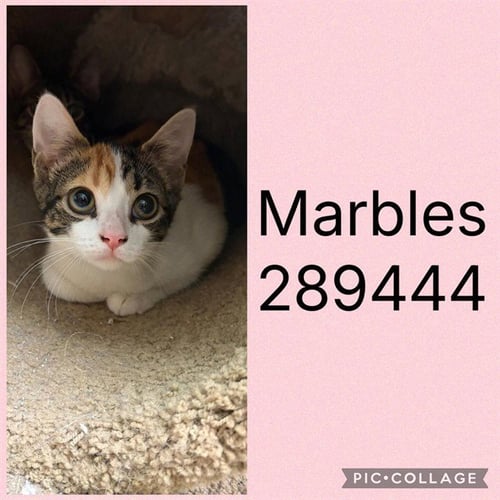 MARBLES - Domestic Short Hair for adoption in Macon