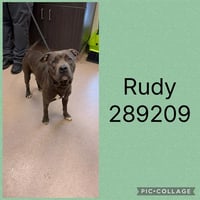 RUDY - Photo 1