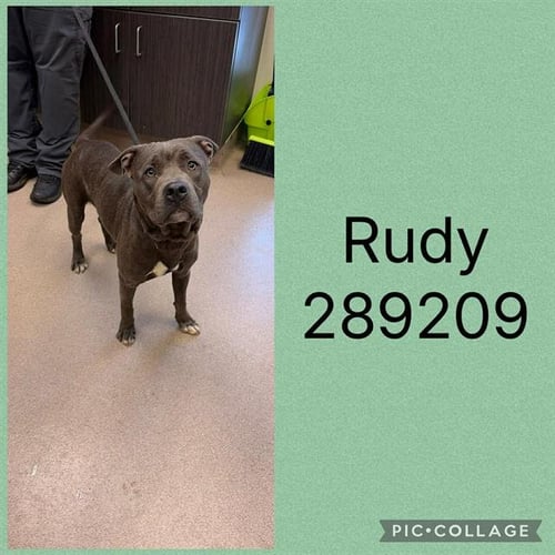 RUDY - Pit Bull Terrier available for adoption