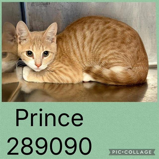 PRINCE Image