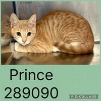 PRINCE - Photo 1