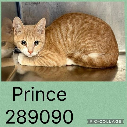 PRINCE - Domestic Short Hair for adoption in Macon