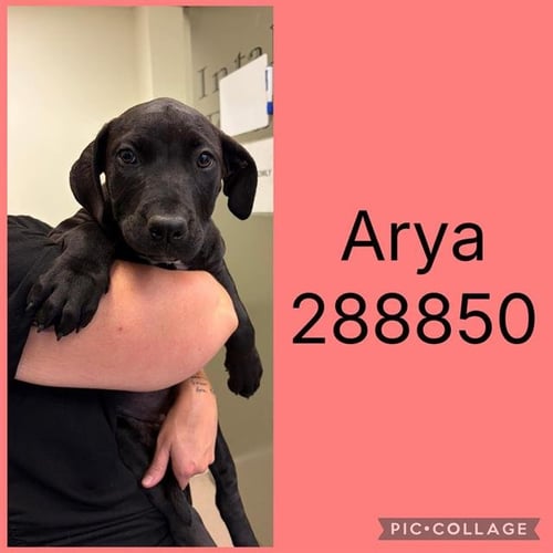 ARYA