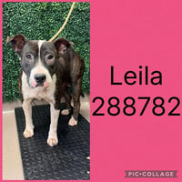 LEILA - Photo 1