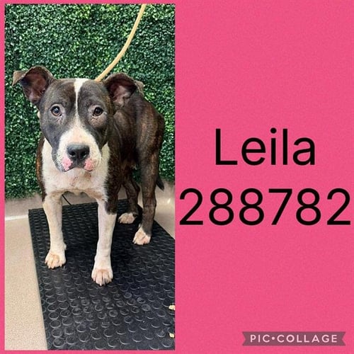 LEILA - Pit Bull Terrier for adoption in Macon
