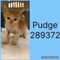 PUDGE - Photo 1