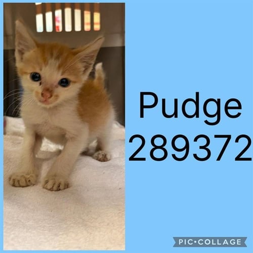 PUDGE - Domestic Short Hair for adoption in Macon