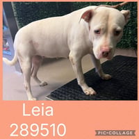 LEIA - Photo 1