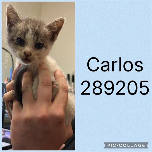 CARLOS Image