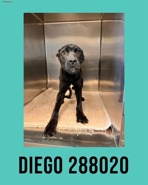 DIEGO - Labrador Retriever available for adoption