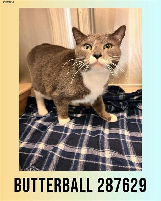 BUTTERBALL - Domestic Short Hair available for adoption