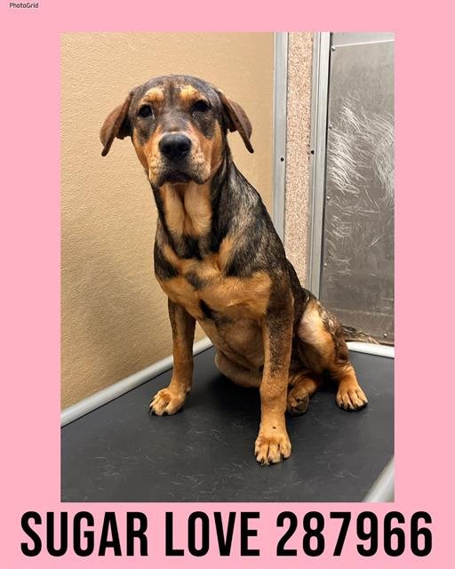 SUGAR LOVE - German Shepherd Dog available for adoption