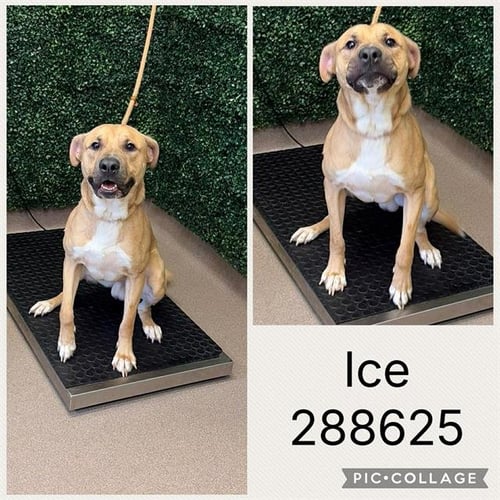ICE - Pit Bull Terrier for adoption in Macon