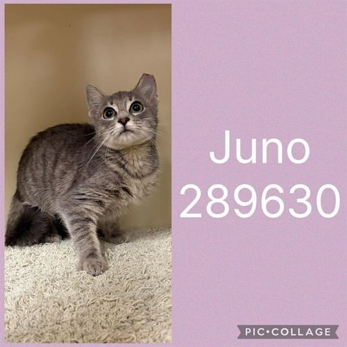 JUNO - Domestic Short Hair available for adoption