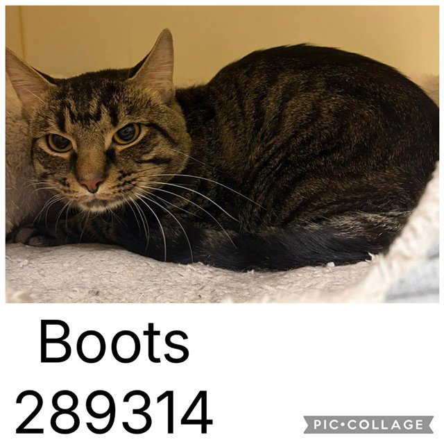 BOOTS Image