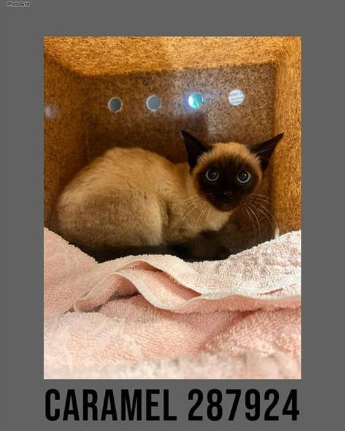 CARAMEL AKA MOW MOW - Siamese available for adoption