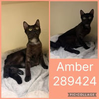 AMBER - Photo 1