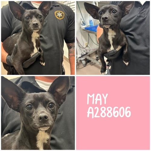 MAY - Chihuahua available for adoption