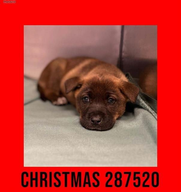 CHRISTMAS - German Shepherd Dog available for adoption