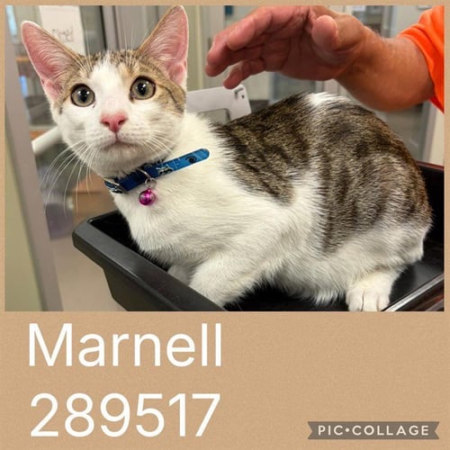 MARNELL - Domestic Short Hair for adoption in Macon